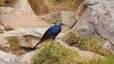 Der Rotschwingenstar (Onychognathus morio) ist in den bergigen Regionen Afrikas, südlich der Sahara, zu Hause.