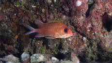 Der Gemeine Husar (Holocentrus adscensionis) gehört zur Familie der Soldatenfische und ist in den tropischen Breiten des Atlantiks beheimatet.