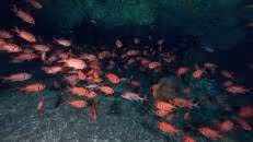 Halsband-Soldatenfische (Myrispristis jacobus) sind nachtaktiv und ernähren sich hauptsächlich von Plankton und Garnelen.