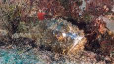 Der Gefleckte Drachenkopf (Scorpaena plumieri) ist mit bis zu 45 cm Länge die größte Skorpionsfisch-Art in Atlantik und Karibik.