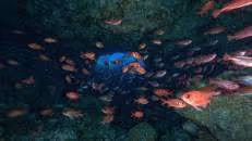 Gerne streifen alle vorgenannten Arten auch zusammen durch die Dunkelheit.