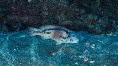 Der St.-Helena-Papageifisch (Sparisoma strigatum) ist endemisch für St. Helena und Ascension. Im Laufe seines Lebens durchläuft er zwei Farbphasen. Das hier abgebildete Weibchen ...