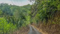An der Woody Ridge-Flachsmühle wendet sich die Straße gen Süden und führt einspurig durch den Wald.