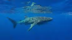 Maximal 8&nbsp;Schnorchler pro Walhai, 3&nbsp;m Abstand zum Tier, 4&nbsp;m zum Schwanz, nicht vor der Nase rumturnen und keine Blitzlichtfotografie.