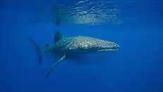 Das mit dem Abstand halten ist aber manchmal nicht so ganz einfach, ...