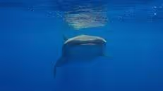 ...  denn zumindest dieser Freund hier tendiert dazu, einem immer in die Richtung zu folgen, in die man gerade ausweicht.