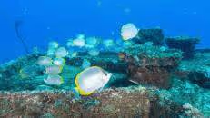 Auf dem Wrack tummeln sich die üblichen Verdächtigen.