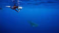 Für das Schnorcheln mit Walhaien gibt es auf St. Helena klare Regeln: ...