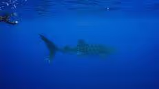 Lara auf Walhai-Pirsch