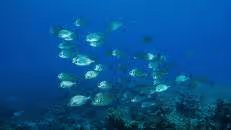 Recht unscheinbar daher kommt die St.-Helena-Geißbrasse (Diplodus sargus helenae) - eine für St. Helena endemische Unterart der "normalen" Geißbrasse.