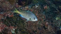 Nicht endemisch ist der Braune Riffbarsch (Chromis multilineata). Man findet ihn auch im Westatlantik vor den USA und Brasilien.