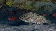 Gleiches gilt für den Felsen-Zackenbarsch (Epinephelus adscensionis), wobei ich geschworen hätte, ihn auch schon im Pazifik gesehen zu haben.