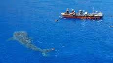 Walhai-Alarm! &copy;&nbsp;Craig&nbsp;Yon