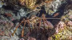 An manchen Plätzen stapeln sich förmlich Braune Langusten (Panulirus echinatus). Die bis zu 39 cm lange Art ist rund um die zentralatlantischen Inseln sowie entlang der Nordostküste Brasiliens heimisch.