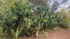 Am Wegesrand stehen Feigenkakteen (Opuntia ficus-indica).