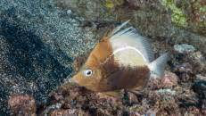 Der oft paarweise herumschwimmende St.-Helena-Pinzettfisch (Prognathodes dichrous) wird bis zu 16 cm groß und ernährt sich von bodenlebenden Wirbellosen. Wie sein Name schon vermuten lässt, ist auch er endemisch für St. Helena und Ascension.
