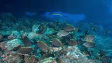 Eine Horde Ozean-Doktorfische (Acanthurus bahianus) pickt Algen von den Felsen. Vor St. Helena können diese Fische über 30 Jahre alt werden.