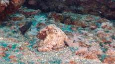 Ein Gewöhnlicher Krake (Octopus occidentalis) stapft über den Meeresboden.