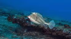 Der mit zwei hübschen Hörnern geschmückte Kofferfisch "Acanthostracion notacanthus" findet sich vorwiegend im Ostatlantik um die Inseln Ascension, St. Helena und São Tomé, was ihm im Englischen den Namen "Island Cowfish" eingebracht hat.