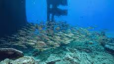 Nach einer Stunde sind wir wieder am Heck und verabschieden uns von den Meerbarben.
