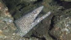 Die hier ist entweder noch etwas unentschlossen oder schon satt.