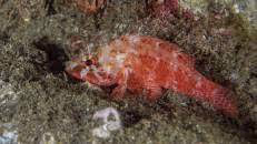 Überall hocken Skorpionsfische "Scorpaenodes insularis" auf dem Wrack, die man tagsüber normalerweise nicht zu sehen bekommt. Der bis zu 10 cm lange Fisch ist mal wieder endemisch für St. Helena und Ascension.