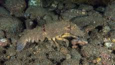 Ebenfalls nur bei Nacht und nur vor Ascension, St. Helena und Tristan da Cunha anzutreffen ist der Bärenkrebs "Scyllarides obtusus".