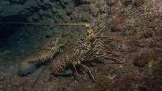 Unter Wasser sind schon die Langusten auf Wanderschaft ...