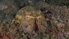 Nachts geht er auf Beutejagd, wobei vor allem Weichtiere auf seinem Speiseplan stehen.