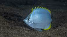 Etwas schläfrig torkelt ein St.Helena-Falterfisch über den Sand.