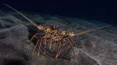 ... und ertasten misstrauisch die Kamera vor ihrer Nase.