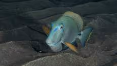 Schon zur Ruhe gebettet hat sich auch dieser Ozean-Doktorfisch (Acanthurus bahianus). Seine Grundfarbe kann zwischem einem blassen oliv über grün-grau bis zu dunkelbraun variieren.