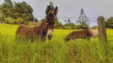 ... sowie das "Donkey Sanctuary", ein Zufluchtsort für die letzten paar Dutzend auf der Insel lebenden Esel. Im Jahr 1955, als die Tiere noch das Haupttransportmittel für Lasten auf der Insel darstellten, waren es noch mehr als 1100.