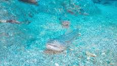 Im Sand hocken Eidechsenfische, ...