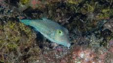 Auch endemisch für St. Helena und Ascension ist der St.-Helena-Spitzkopfkugelfisch (Canthigaster sanctaehelenae). Wenn er aufgeregt ist (z. B. bei der Balz oder der Revierverteidigung) kommen sein blauen Punkte und die gelben Augenringe besonders gut zur Geltung.