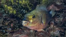 Was diesen St.-Helena-Papageifisch (Sparisoma strigatum) zu seiner eher ungewöhnlichen Farbwahl bewogen hat, ist mir nicht bekannt.