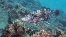 Nicht hier erwartet habe ich den Schrift-Feilenfisch (Aluterus scriptus), den ich bisher nur aus dem Indopazifik kannte. Die mit bis zu 1,10 m Körperlänge größte Feilenfisch-Art lebt aber auch in den tropischen und subtropischen Breiten des Atlantiks.