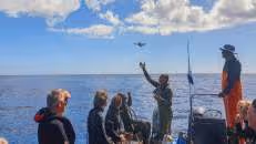 ... geht Craig mit der Drohne auf die Suche nach Walhaien.