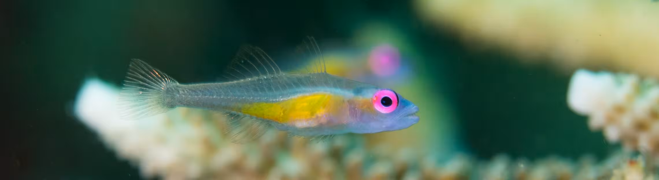 Violettaugen-Zwerggrundel (Bryaninops natans) in Lembeh