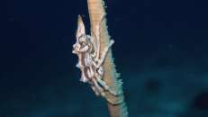 Neben Gorgonien lebt die Gorgonien-Spinnenkrabbe (Xenocarcinus tuberculatus) auch auf Schwarzen Korallen.