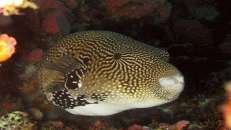Mit einer Körperlänge von bis zu 65 cm gehört der Mappa-Kugelfisch (Arothron mappa) zu den größeren Kugelfischarten.