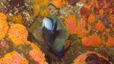 Der Imperator-Kaiserfisch (Pomacanthus imperator) bevölkert den gesamten Indopazifik, vom Roten Meer bis nach Hawaii.
