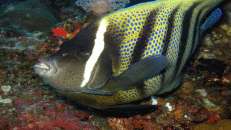 Der Sechsbinden-Kaiserfisch (Pomacanthus sexstriatus) ist in Südostasien häufig anzutreffen. Manchmal treibt er es auch mit dem ...