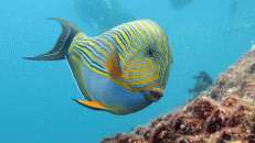 Der Blaustreifen-Doktorfisch (Acanthurus lineatus) ist vorzugsweise an Außenriffen mit Korallenbewuchs wohnhaft. Da ist er am Castle Rock genau richtig.