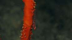 Eine Peitschenkorallen-Zwerggrundel hockt auf ihrer Wirtskoralle und wartet auf Essen mit der Strömung.