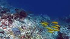 Ein Nappi folgt ein paar Gelben Meerbarben (Parupeneus cyclostomus) auf ihrer Pirsch durchs Riff.