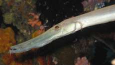 Am Beginn ihres Lebens noch wenig wählerisch, spezialisiert sich der Pazifische Trompetenfisch (Aulostomus chinensis) im Laufe seines Lebens auf eine Beuteart, entweder nur Garnelen oder nur Fische.