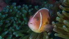 Nemo Nr. 1: Halsband-Anemonenfisch (Amphiprion perideraion)