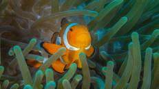 Nemo Nr. 5 (fast der "Echte"): Falscher Clownfisch (Amphiprion ocellaris)