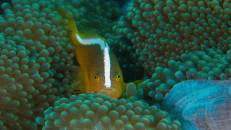 Nemo Nr. 2: Oranger Anemonenfisch (Amphiprion sandaracinos)